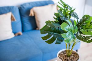 Appartements Le Petit Velpeau - Proche Gare - Netflix : photos des chambres