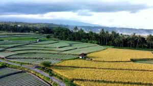 Sawah Homestay