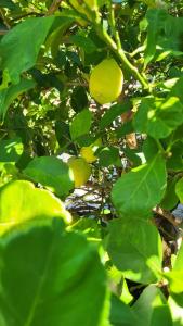 Entre les pins et les oliviers