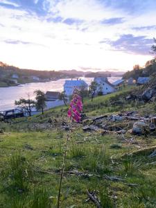 Haraldseidvågen gjestgjevarstad