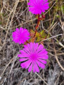 Barbers Trail Lodge - Modern Comfort, Wild Beauty