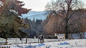 Naturblick Apartment - Modernes 3-Zimmer mit Privatparkplatz