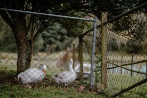 Laceys Creek Homestead