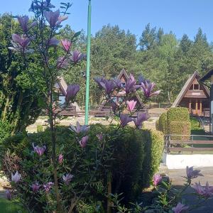 Domki Letniskowe KORMORAN