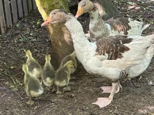 Lille Degnbøl Holiday House