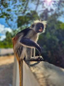 Mahi Mahi Beach Hotel