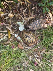 Sea Garden House Mandre