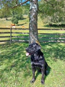 Koča Lipa pod Veliko planino