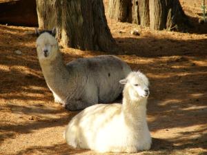 Maisons de vacances House in Clohars-Carnoet with Exotic Park : photos des chambres