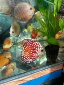 fireflies retreat home- Yoga, Sound Healing & Coworking Stay in Kathamndu