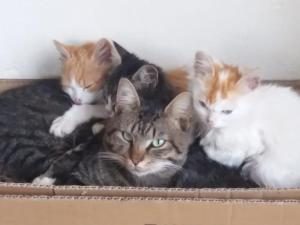 Conac boieresc La Colonelu