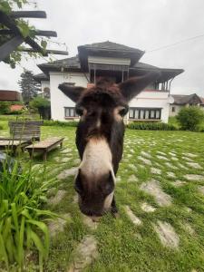 Conac boieresc La Colonelu