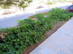 Ioli Apartments Sikinos Greece