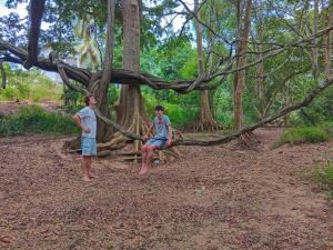 Banana Shade Cottage