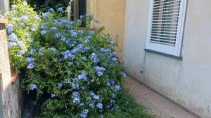 Plumbago