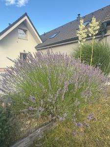 apartmány u ZOO Tábor