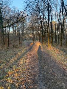 Maisons de vacances A l-Oree des Bois, calme et nature : photos des chambres