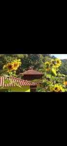 Chalé brilho dágua