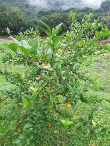 Cabanas Rústicas na Linha Bonita - Naths House