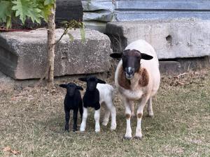 Private country Cabin 1 Bedroom