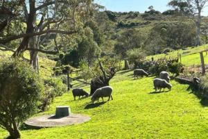 Serene Farm Stay, Modern 3BD, Central Tilba near Mystery Bay! Pets OK