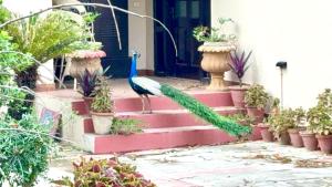 Mor Pur - Royal Golf Course Stay