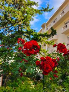 Hotels Hotel LA PERGOLA : photos des chambres