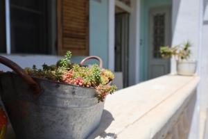 Traditional Maltese Townhouse with Backyard Garden and Seafront Location