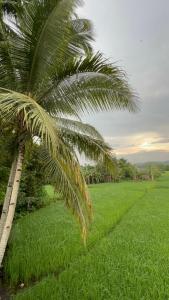 Lalies Inn
