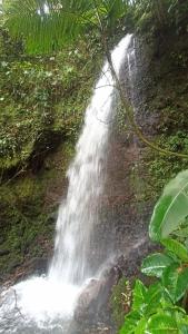 Pandanus Lodge & Retreats Bungalow Strelizia