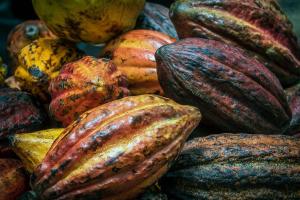 Pandanus Lodge & Retreats Bungalow Strelizia