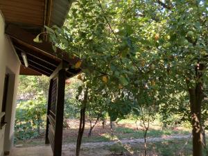 Garden apartments in Targu-Jiu