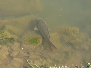 B&B / Chambres d'hotes au grain de folie : photos des chambres