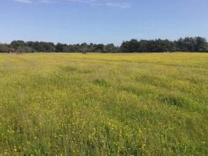 8 person holiday home in Skagen-By Traum