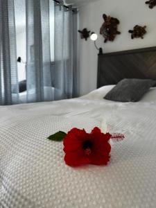 Studio for 4 people with Pool Jacuzzi Sauna BBQ