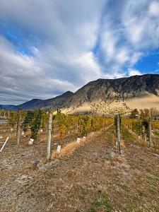 Blush Bliss A Peaceful Vineyard Escape