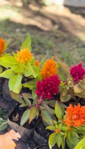 Pousada Casa Cerrado