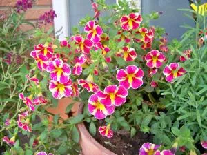 温德勒旅馆 - 格雷文布罗赫