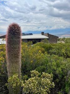 Casa Cactus - Una Experiencia Unica - Potrerillos Mendoza