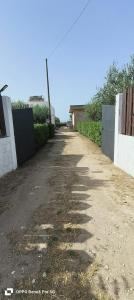 La corte degli ulivi