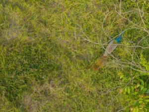 Greenfield · 3BHK Portuguese Villa in Assagao Goa