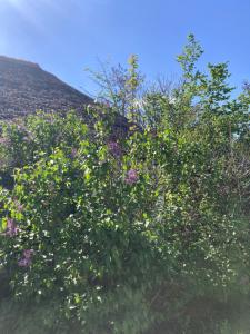 Anna Falusi Vendégház Sarud