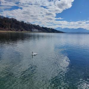 Appartements Rive du Lac : photos des chambres