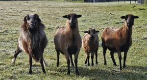 Tiny House avec Spa privatif