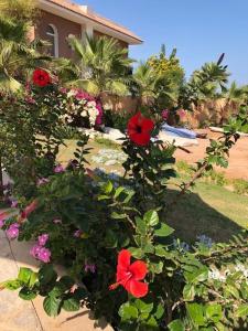 Fox House Resort Apartment