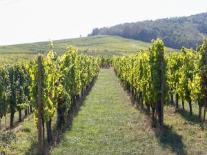 Appartements Apartment in Alsace near Haut-Koenigsbourg : photos des chambres