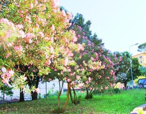 The Comfort apartment