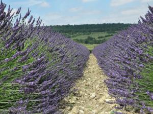 Villas Elegant Villa Near Ardeche : photos des chambres