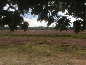 Farmhouse in Ulicoten near Forest Trails