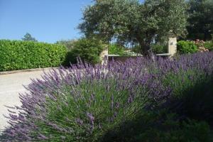 Appartements Apartment Montauroux near Lake Cassien : photos des chambres